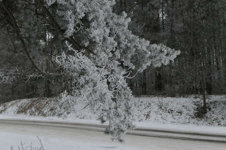 Closeup of a frosty coniferous branch hanging in the background of snow covered road and forest in the horizon in winter in Lithuaniaの写真素材