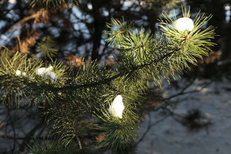 Closeup of green coniferous branch with patches of white snow  in the background of snow covered ground in winter in Lithuaniaの写真素材
