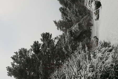 Snow covered coniferous trees in the background of mixed trees and snowdrift on the ground