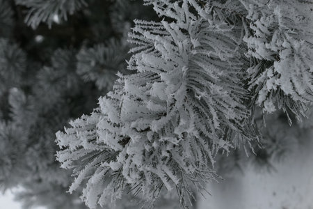 Closeup of frosty snow covered white pine branch in the background of nature in winter in Lithuania. Greetings cardの写真素材