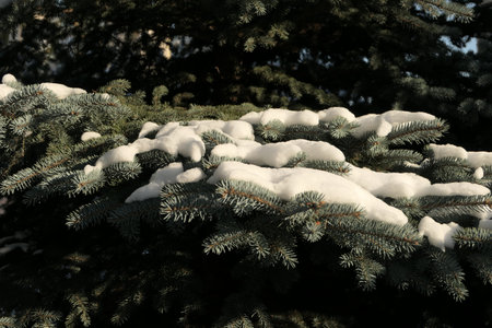 Sunlit white patches of snow on silver green fir tree branch in the background of coniferous trees in winter in Lithuania. Season's  greetingsの写真素材
