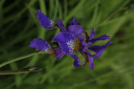 Closeup of blossoming violet iris flower on the background of green meadow on summer day in Kaunas, Lithuaniaの写真素材