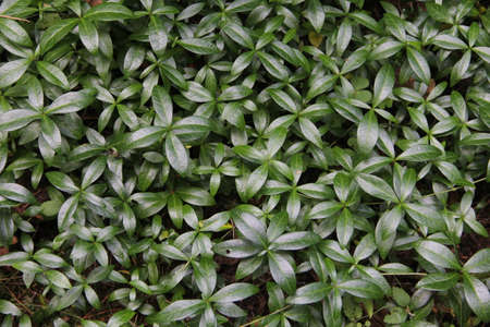 Many dark green glossy oval-shaped leaves of common periwinkle forming ground cover background in the garden in Lithuaniaの写真素材