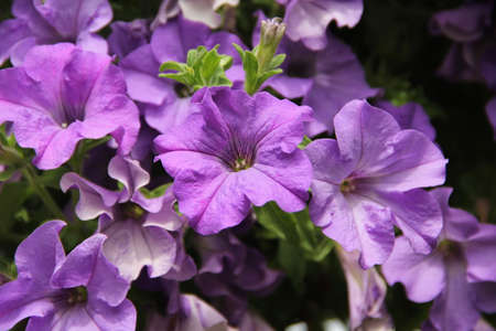 Purple petunia blossoms in the garden background in summer in Lithuaniaの写真素材