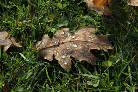 Fallen oak leaf with water droplets on the background of green grass in autumn morning in...