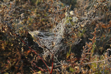 Frosty white spiderweb on plants in early morning in the fields of Lithuaniaの写真素材