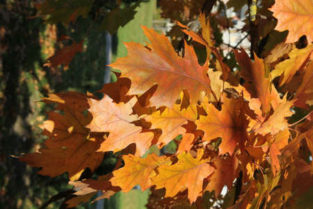 A branch of colourful vibrant golden oak leaves hanging in the background of the nature in autumn in the park in Kaunas, Lithuaniaの写真素材