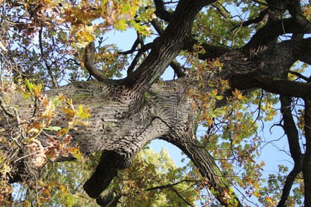 Branched oak-tree from perspective in the background of clear blue sky on an autumn day in Kaunas, Lithuaniaの写真素材