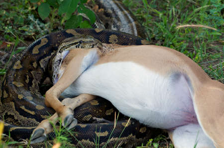 Big Python Snake in South Africa trying to eat Antelopeの写真素材