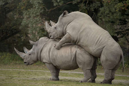 Two white rhinoceros making loveの写真素材
