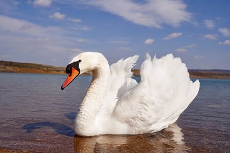 white beautiful swan on a pondの写真素材