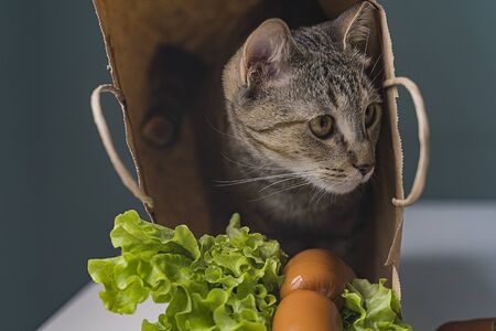 beautiful cat with yellow eyes sits in a craft bagの写真素材