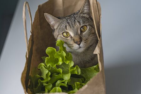 beautiful cat with yellow eyes sits in a craft bagの写真素材