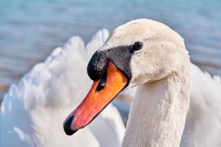 white beautiful swan on a pondの写真素材