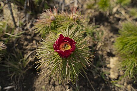 A beautiful red Bud of a peony flower called Voronets, on which two brownish-black ants crawl, has not yet blossomed.の写真素材