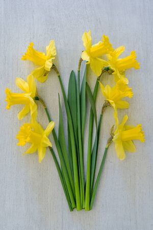 yellow spring daffodils on the background.の写真素材