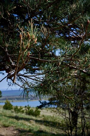 pine tree on the slope of a lake in the North Caucasus Russia.の写真素材