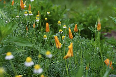 small daisies and orange flowers in the early morningの写真素材
