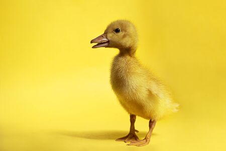 young domestic duckling on a yellow background.の写真素材