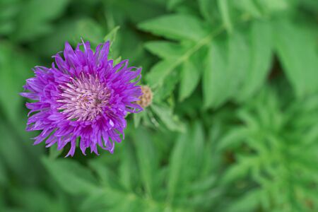 beautiful lilac flower with a beetle on a green background.の写真素材