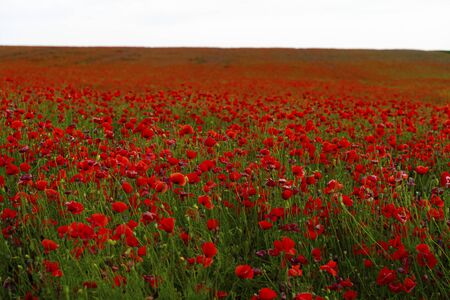a fiery red poppy field in the vastness of our planet.の写真素材
