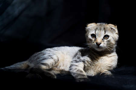 beautiful little cat in the sun on a dark backgroundの写真素材