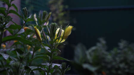 the yellow flower opens in a few seconds in real timeの写真素材