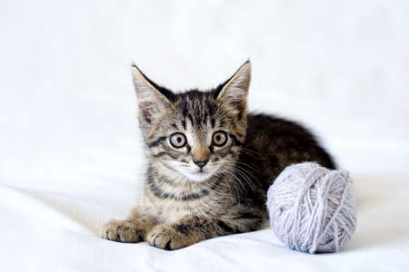 cute funny little kitten is lying on a white background and playing with a ball of yarnの写真素材