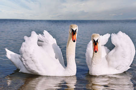 two beautiful swans on the pond look into the frameの写真素材