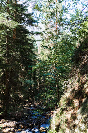 green forest and waterfall in the North Caucasus mountains.の写真素材