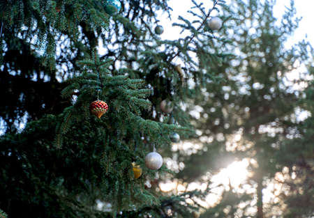 Colorful large Christmas balls hang on the tree. Colorful large Christmas balls hang on the treeの写真素材