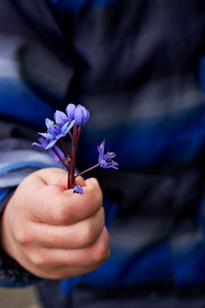 blue flowers in the childs hand close-upの写真素材