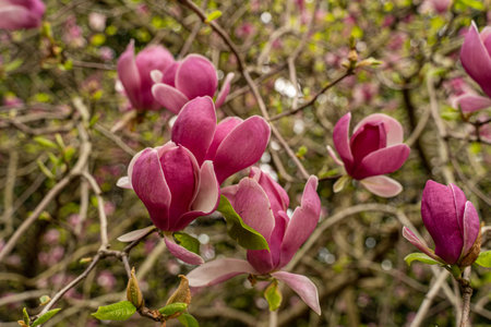 blooming magnolia in spring in Sochi Russian Federationの写真素材