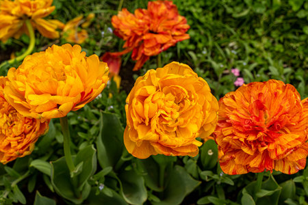 blooming tulips of different colors on the lawnの写真素材