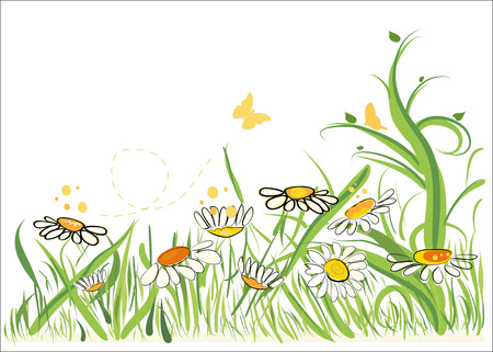 Daisy field in spring time vector illustrationのイラスト素材