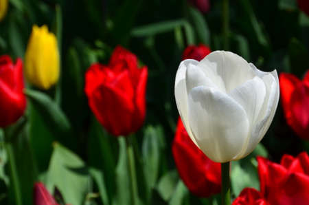 Red white Tulipsの写真素材
