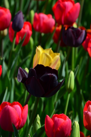 Tulips gardenの写真素材