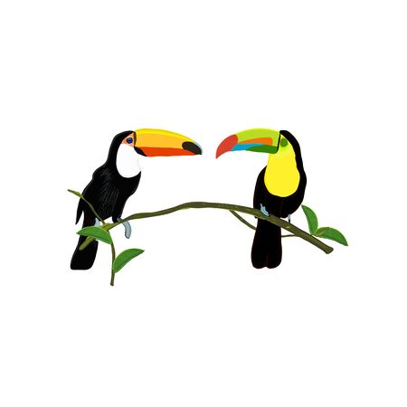 Toucan bird hand drawn isolated illustrationのイラスト素材