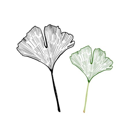 Isolated ginkgo leaf sketch vector illustrationのイラスト素材