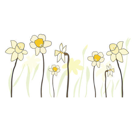 Daffodils or narcissus spring time floral borderのイラスト素材