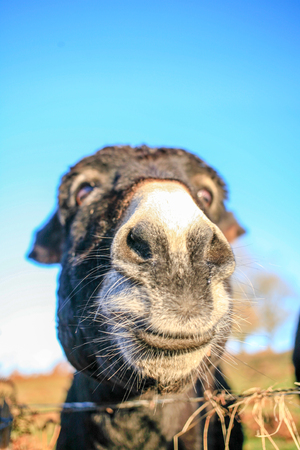 Head of funny donkey at blue sky close upの写真素材