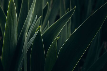 Elymus repens wheatgrass, wheat grass, couch grass texture. A lot of green grass stalks with long leaves. Herbaceous background, beautiful herbal texture. Close-upの写真素材
