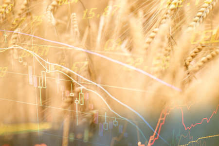 A field of wheat with graphs of declining prices. The global food crisis. War in Ukraine. Embargo and blockade, export of wheat from Ukraineの写真素材