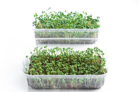 Sprouted seeds of microgreens. Isolated on a white background. Microgreen plastic container as a...