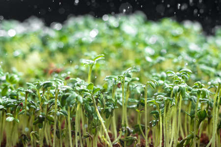 Close-up microgreens are watered on top of the water. Healthy eatingの写真素材