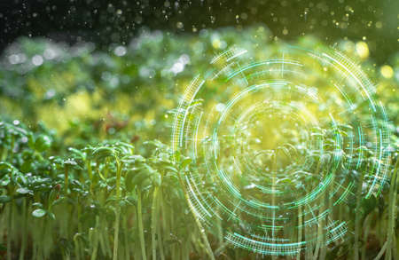 Agricultural management, The concept of smart technology in the greenhouse, Food of the future.の写真素材