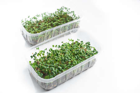 Microgreens in containers on a white backgroundの写真素材