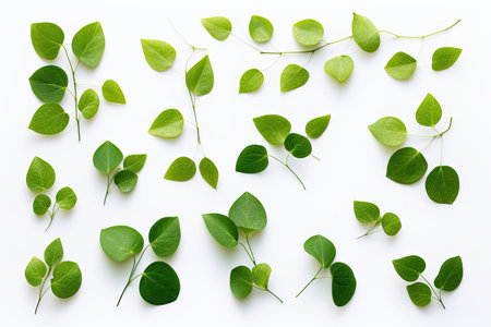 natural composition with green leaves. Frame of green leaves on light background. Flat plan, top view, copy spaceの素材