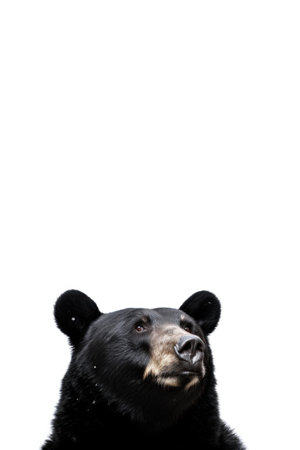 Grizzly Colored Black Bearの素材