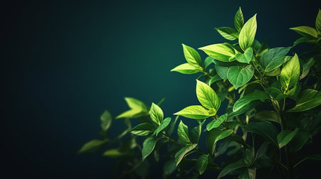 Green leaves on dark background with copy space. Spring and summer concept.の素材